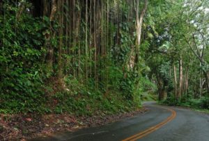 Maui-Road-Bike-Rental